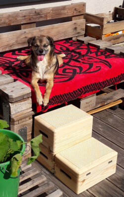 Hundetreppe aus Holzkisten