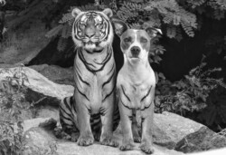 zwei Tiger vovon einer halb Hund halb Tiger