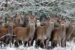Pinguin in einer Wildtierherde